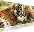 Large Gaming Mouse Pad (31.5" x 15.8") - Lion and Tiger Natural Predators Share A Peaceful Moment Together, Extra XXL Office Accessories, Premium Stitched Anti-Slip Office Desk Mat